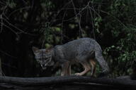 adult black_nose black_tail_tip color eyes_open facing_towards forest full_body gray_fur image lycalopex mouth_closed night orange_eyes outdoors photo sechuran_fox single standing white_fur wild // 4288x2848 // 5.2MB