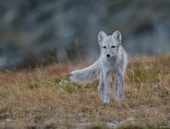 adult arctic_fox black_nose day eyes_open facing_towards full_body grass image mountains mouth_closed orange_eyes single standing summer_coat sunny vulpes walking white_fur white_tail_tip wild // 2898x2200 // 3.5MB