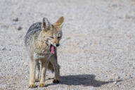 adult black_nose black_tail_tip color day eyes_closed facing_towards full_body grass gray_fur image lycalopex mouth_open pampas_fox photo red_fur single standing staring summer_coat sunny teeth tongue wild yawning // 3717x2478 // 823KB