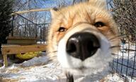 adult black_nose close_up day eyes_open facing_towards image mouth_closed orange_eyes outdoors partial_body red_fox red_fur single sniffing snow vulpes white_fur white_tail_tip wild winter_coat // 900x542 // 109KB