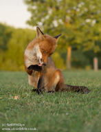 adult black_nose cloudy color day eyes_open facing_towards full_body grass grooming image mouth_open muzzle_mark outdoors photo red_fox red_fur single sitting summer_coat teeth urban vulpes wild // 785x1024 // 171KB