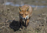 adult black_nose color day eyes_open facing_towards full_body grass image mouth_closed no_muzzle_mark orange_eyes photo red_fox red_fur running single standing staring sunny vulpes white_fur wild winter_coat // 3087x2175 // 2.8MB