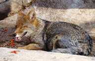 adult black_nose black_tail_tip day eyes_closed facing_side full_body gray_fur lycalopex mouth_open on_stomach orange_eyes pampas_fox panting red_fur single summer_coat sunny teeth tongue wild zoo // 560x362 // 70KB