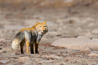 adult black_nose color day eyes_open facing_towards full_body gray_fur image mouth_closed orange_eyes outdoors photo single standing still sunny tan_fur tibetan_fox vulpes wild // 2047x1365 // 415KB