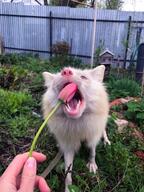 adult blue_eyes captivity close_up cloudy color day eating eyes_open facing_towards full_body funny image mouth_open no_muzzle_mark pet photo pink_nose playing red_fox single standing tan_fur teeth tongue vulpes white_fur winter_coat zoo // 960x1280 // 216KB