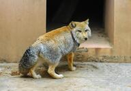 adult black_nose captivity color day eyes_open facing_towards full_body gray_fur image mouth_closed orange_eyes photo single standing sunny tan_fur tibetan_fox vulpes zoo // 1554x1080 // 284KB