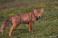 adult black_nose cloudy color day eyes_open facing_towards full_body grass gray_fur image mouth_closed orange_eyes photo single standing staring tan_fur tibetan_fox vulpes walking wet_fur white_tail_tip wild winter_coat // 800x533 // 89KB