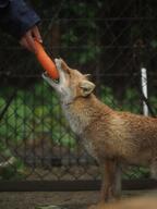 adult black_nose captivity color day eating eyes_open facing_side facing_up holding_something image mouth_open no_muzzle_mark orange_eyes partial_body photo red_fox red_fur single standing summer_coat sunny teeth vulpes white_fur zoo // 3072x4096 // 1.2MB