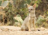 adult black_nose black_tail_tip color day eyes_open facing_towards full_body gray_fur image lycalopex mouth_closed orange_eyes outdoors photo sechuran_fox single sitting sunny white_fur wild // 2048x1484 // 508KB