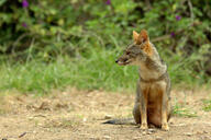 adult black_nose black_tail_tip color day eyes_open facing_side full_body gray_fur image lycalopex mouth_closed orange_eyes outdoors photo sechuran_fox single sitting sunny white_fur wild // 2048x1367 // 1.9MB