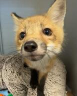 black_nose close_up color day eyes_open facing_towards funny image indoors mouth_closed muzzle_mark orange_eyes partial_body pet photo portrait red_fox red_fur single standing staring summer_coat vulpes white_fur white_tail_tip young // 640x800 // 78KB