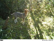 adult black_nose black_tail_tip day eyes_open facing_side full_body grass gray_fur lycalopex mouth_closed orange_eyes pampas_fox red_fur single standing staring summer_coat sunny wild // 3264x2448 // 1.2MB