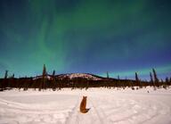 adult facing_away far_away forest full_body image night northern_lights red_fox red_fur single sitting snow still vulpes wild winter_coat // 4096x2963 // 1.4MB