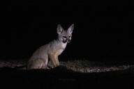 adult bengal_fox black_nose color desert eyes_open facing_towards image mouth_closed night photo single sitting summer_coat tan_fur vulpes wild // 4752x3168 // 9.0MB