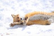 adult black_nose captivity day eyes_open facing_towards image large_muzzle_mark mouth_closed on_back orange_eyes outdoors partial_body pawpads red_fox red_fur single snow stretching vulpes white_fur white_tail_tip // 4096x2731 // 1.8MB