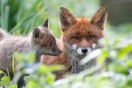 adult black_nose color day eyes_open facing_side facing_towards grass image mouth_closed multiple muzzle_mark orange_eyes partial_body photo portrait red_fox red_fur standing staring still summer_coat sunny vulpes white_fur wild young // 960x640 // 219KB