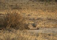 adult bengal_fox black_nose color day desert eyes_open facing_towards image mouth_closed outdoors photo single standing summer_coat tan_fur vulpes wild // 2048x1438 // 860KB