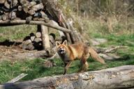 adult black_nose captivity color day eyes_open facing_towards full_body grass image large_muzzle_mark mouth_open orange_eyes photo red_fox red_fur single sunny vulpes walking white_fur zoo // 5184x3456 // 4.2MB