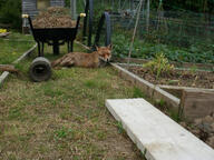 adult black_nose cloudy crops day eyes_closed facing_towards full_body garden grass greenhouse image mouth_closed muzzle_mark on_stomach orange_eyes red_fox red_fur resting shed single squinting summer_coat urban vulpes wheelbarrow white_fur white_tail_tip wild // 2560x1920 // 1.1MB