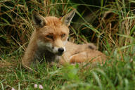 adult black_nose curled day eyes_open facing_towards full_body grass image mouth_closed muzzle_mark orange_eyes red_fox red_fur single summer_coat sunny vulpes white_fur white_tail_tip wild // 4000x2666 // 2.4MB