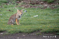 adult black_nose cloudy color day eyes_open facing_towards full_body grass gray_fur image mountains mouth_closed orange_eyes photo single sitting staring tan_fur tibetan_fox vulpes wet_fur white_fur wild winter_coat // 2048x1365 // 1.1MB