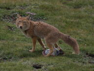 adult black_nose cloudy color day eyes_open facing_towards full_body grass gray_fur image mouth_closed orange_eyes photo single squatting staring tan_fur tibetan_fox vulpes wet_fur wild winter_coat // 2048x1536 // 1.7MB