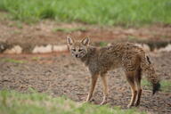 adult black_nose black_tail_tip color day eyes_open facing_towards full_body grass gray_fur hoary_fox image lycalopex mouth_closed orange_eyes outdoors photo single standing tan_fur wild // 2048x1365 // 593KB