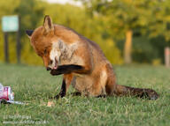 adult black_nose cloudy color day eyes_open facing_towards full_body grass grooming image mouth_open muzzle_mark outdoors photo red_fox red_fur single sitting summer_coat teeth urban vulpes wild // 1024x764 // 209KB