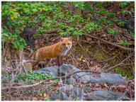 adult black_nose cloudy color day eyes_open facing_towards forest full_body image large_muzzle_mark mouth_closed orange_eyes photo red_fox red_fur single standing staring still summer_coat vulpes white_fur wild // 4095x3075 // 1.9MB