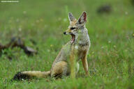 adult bengal_fox black_nose black_tail_tip color day eyes_open facing_side grass image mouth_open outdoors photo single sitting summer_coat tan_fur teeth tongue vulpes wild yawning // 5488x3658 // 20MB