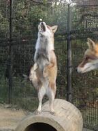 adult black_nose captivity day eyes_open facing_up full_body image mouth_open multiple muzzle_mark orange_eyes red_fox red_fur standing_biped summer_coat vulpes white_fur white_tail_tip zoo // 3000x4000 // 1.9MB