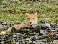 black_nose color day eyes_open facing_towards grass gray_fur image mountains mouth_closed orange_eyes partial_body photo single snow standing staring summer_coat sunny tan_fur tibetan_fox vulpes white_fur white_tail_tip wild young // 960x720 // 161KB