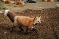 adult black_fur black_nose captivity cloudy curled day eyes_open facing_side full_body image large_muzzle_mark mouth_closed multiple orange_eyes red_fox red_fur standing tail_raised vulpes walking white_fur white_tail_tip zoo // 4096x2731 // 1.1MB