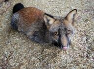 adult captivity color day eyes_open facing_towards full_body image indoors mouth_closed on_stomach orange_eyes photo pink_nose red_fox red_fur single vulpes white_fur white_tail_tip zoo // 2048x1509 // 932KB