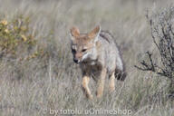 adult black_nose black_tail_tip day eyes_open facing_towards full_body grass gray_fur lycalopex mouth_closed orange_eyes pampas_fox red_fur single standing summer_coat sunny walking wild // 600x400 // 222KB