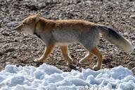 adult black_nose color day eyes_open facing_side full_body grass gray_fur image mouth_closed orange_eyes photo single snow standing staring sunny tan_fur tibetan_fox vulpes walking white_fur white_tail_tip wild winter_coat // 1023x682 // 182KB