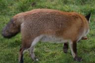 adult day fat image photo red_fox single vulpes wild // 2048x1365 // 424KB