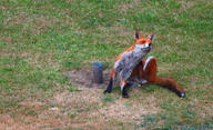 adult black_nose cloudy color day eyes_closed eyes_open facing_towards grass image large_muzzle_mark male mouth_closed orange_eyes outdoors photo red_fox red_fur scratching single sitting summer_coat vulpes white_fur white_tail_tip wild // 4619x2813 // 3.8MB