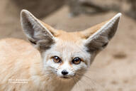 adult black_nose color day desert eyes_open facing_towards fennec_fox image mouth_closed orange_eyes outdoors partial_body photo portrait single staring tan_fur vulpes wild // 1600x1067 // 495KB