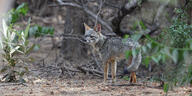 adult black_nose black_tail_tip color day eyes_closed facing_side forest full_body gray_fur image lycalopex mouth_closed photo sechuran_fox single standing still sunny wild // 3072x1536 // 975KB