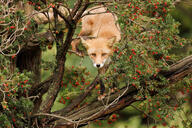 adult black_nose climbing day eyes_open facing_towards forest full_body image mouth_closed muzzle_mark orange_eyes outdoors red_fox red_fur single summer_coat vulpes white_fur white_tail_tip wild // 1280x854 // 313KB