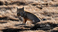 adult black_nose color eyes_open facing_towards full_body grass gray_fur holding_something image mouth_open multiple orange_eyes photo prey sitting staring sunny tan_fur teeth tibetan_fox twilight vulpes white_fur wild winter_coat // 1000x563 // 355KB