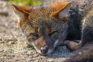 adult black_nose color curled darwin's_fox day eyes_open facing_towards gray_fur image lycalopex mouth_closed orange_eyes outdoors partial_body photo single sunny wild // 2048x1365 // 1.2MB