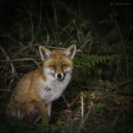 adult black_nose eyes_open facing_towards forest full_body grass image mouth_closed muzzle_mark night orange_eyes red_fox red_fur single sitting staring summer_coat vulpes white_fur wild // 3000x3000 // 4.4MB