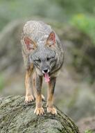 adult black_nose color day eyes_closed facing_towards full_body gray_fur image lycalopex mouth_open orange_eyes outdoors photo sechuran_fox single standing tongue white_fur wild yawning // 2190x3072 // 790KB