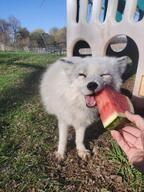 adult arctic_fox black_nose captivity day eating eyes_closed facing_towards full_body image mouth_closed multiple_species orange_eyes outdoors standing summer_coat teeth tongue urban vulpes white_fur white_tail_tip // 960x1280 // 206KB