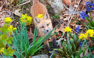 black_nose day eyes_open facing_towards facing_up flowers forest full_body grass image mouth_closed muzzle_mark orange_eyes red_fox red_fur single standing staring stretching summer_coat sunny vulpes white_fur wild young // 2047x1265 // 999KB