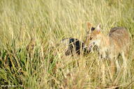 adult black_nose black_tail_tip day eyes_open facing_side full_body grass gray_fur lycalopex mouth_open multiple orange_eyes pampas_fox panting red_fur standing staring summer_coat sunny teeth tongue wild // 1024x681 // 803KB