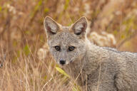 adult black_nose color day eyes_open facing_towards gray_fur hoary_fox image lycalopex mouth_closed orange_eyes outdoors partial_body photo single standing tan_fur wild // 3696x2465 // 1.1MB