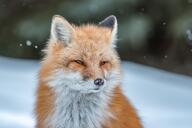 adult color day eyes_open image mottled_nose mouth_closed muzzle_mark orange_eyes outdoors partial_body photo portrait red_fox red_fur single snow vulpes white_fur white_tail_tip wild // 1600x1068 // 284KB